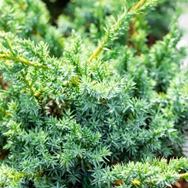 Juniperus chinensis Blue Alps