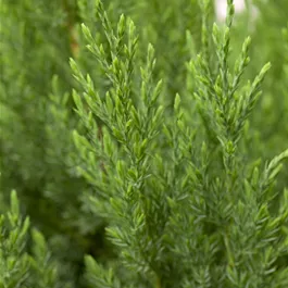 Juniperus chinensis Stricta