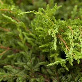 Juniperus communis Repanda