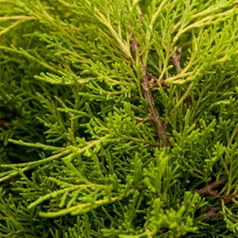 Juniperus media Old Gold