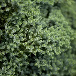 Juniperus procumbens nana