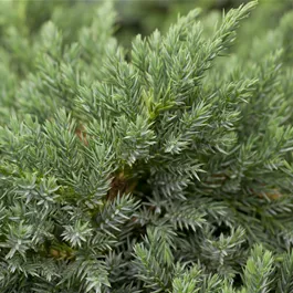 Juniperus squamata Blue Carpet