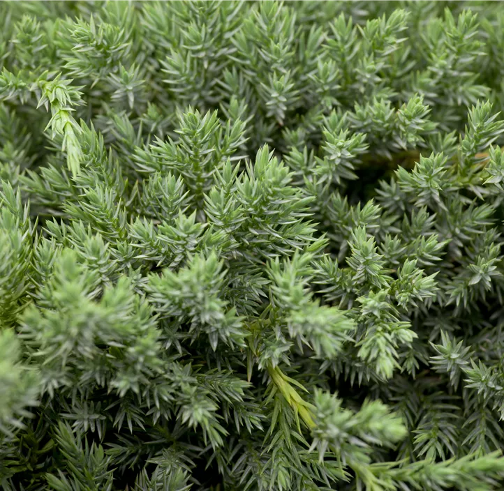 Bodenwacholder 'Blue Carpet'