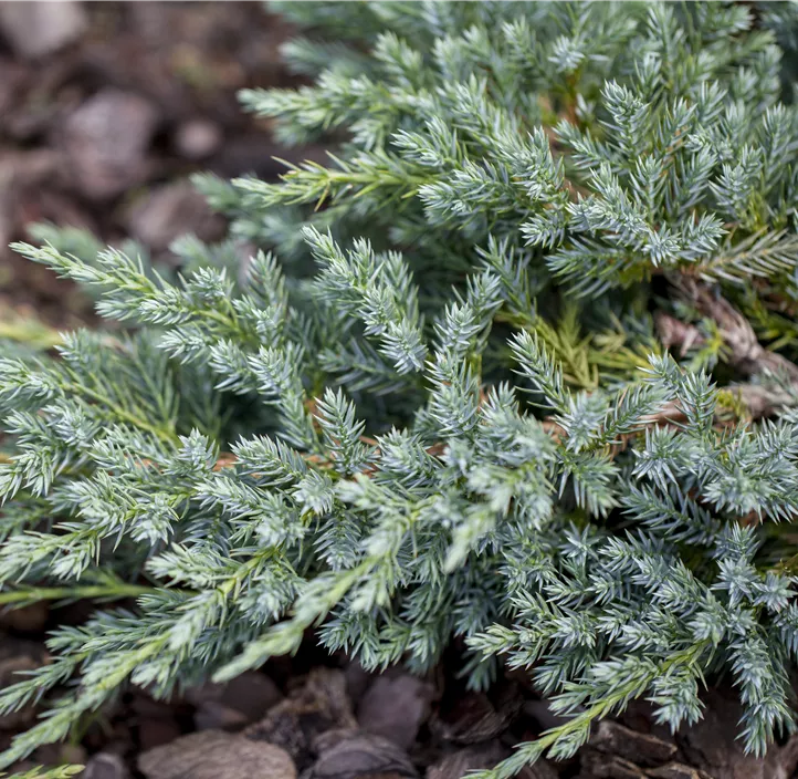 Bodenwacholder 'Blue Carpet'