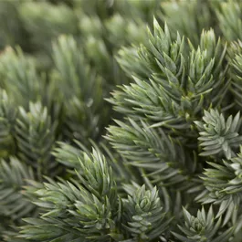 Juniperus squamata Blue Star