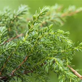 Juniperus squamata Holger