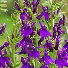 Lobelia speciosa Starship™ Blue