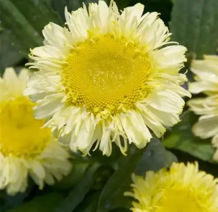 Großblumige Garten-Margerite 'Real Glory'