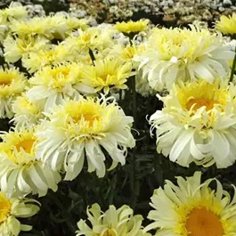 Leucanthemum maximum Real Glory