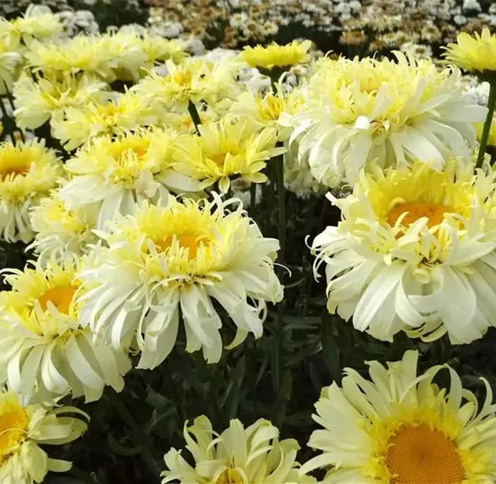 Großblumige Garten-Margerite 'Real Glory'