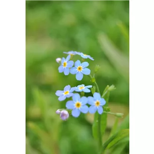 Myosotis palustris