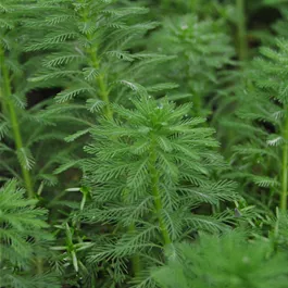 Myriophyllum brasiliensis