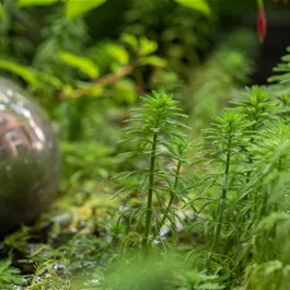 Myriophyllum red stem