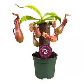 Nepenthes Stamm
