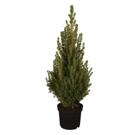 Picea glauca Perfecta