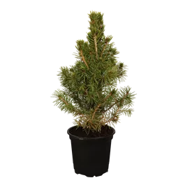 Picea glauca Conica