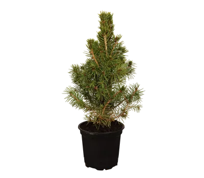 Picea glauca Conica