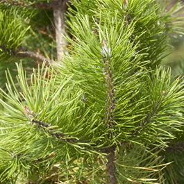 Pinus contorta Chief Joseph