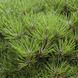 Pinus nigra Marie Bregeon Halbstamm