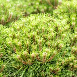 Pinus nigra Marie Bregeon