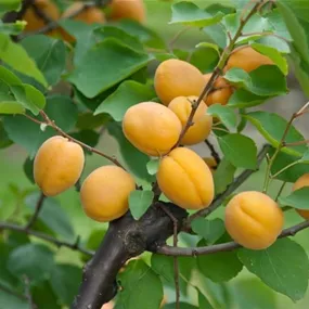 Prunus armeniaca Hargrand