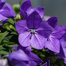 Platycodon grandiflorus Codo Blue