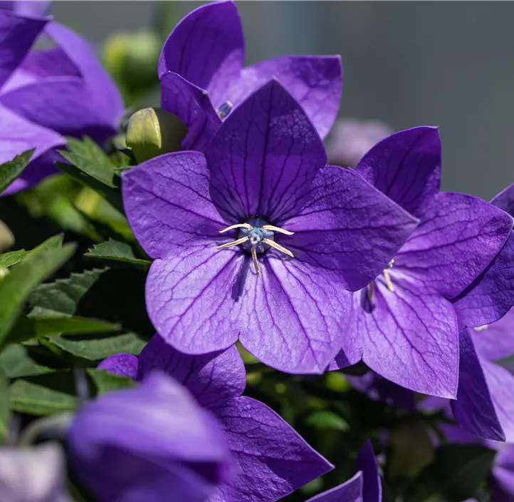 Großblütige Garten-Ballonblume 'Codo Blue'