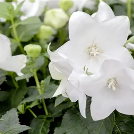 Platycodon grandiflorus Codo White