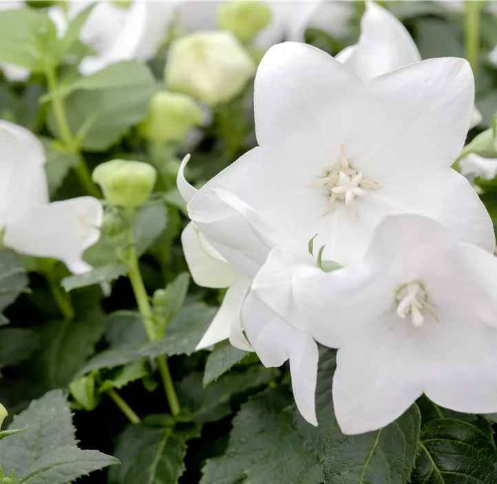 Großblütige Garten-Ballonblume 'Codo White'