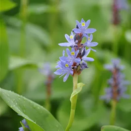 Pontederia cordata