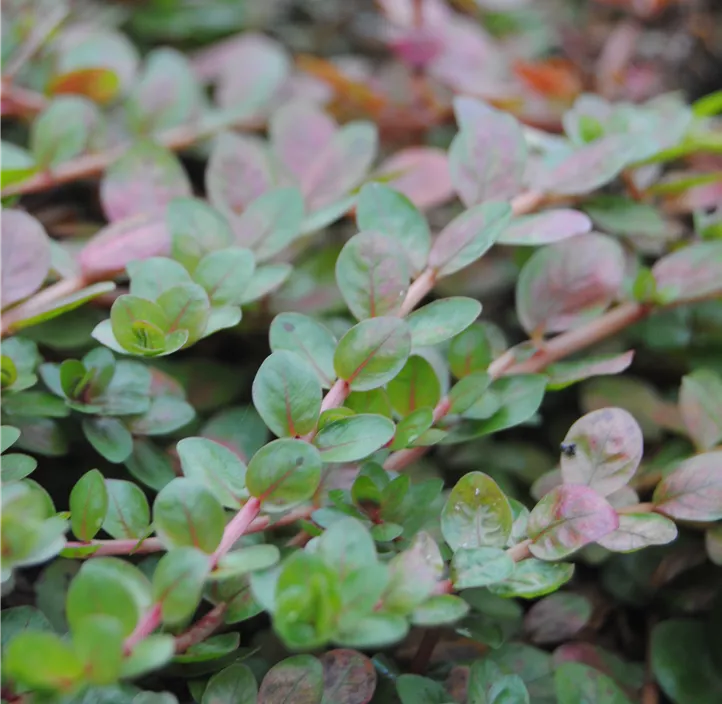 Kleinblättrige Rotala