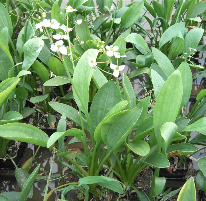 grasblättriges Pfeilkraut