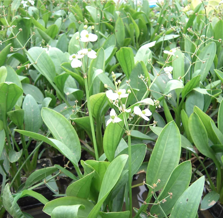 Grasblättriges Pfeilkraut