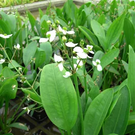 Sagittaria graminea