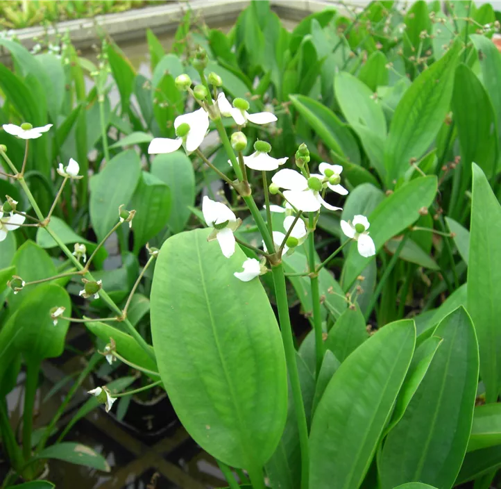 Grasblättriges Pfeilkraut