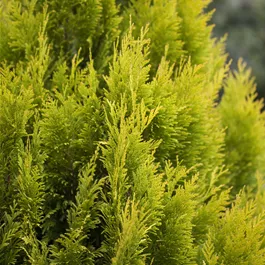 Thuja plicata 4ever Goldy