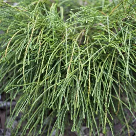 Thuja plicata Whipcord