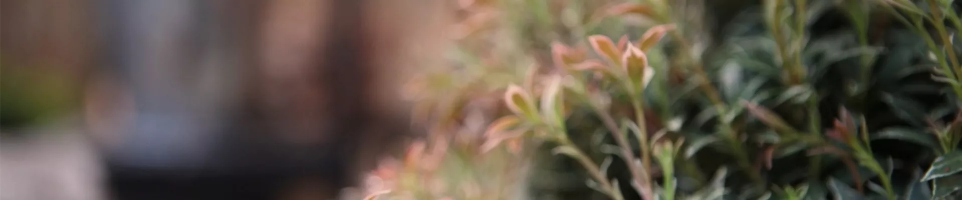 Japanisches Schattenglöckchen - Einpflanzen im Garten - Bellaflora