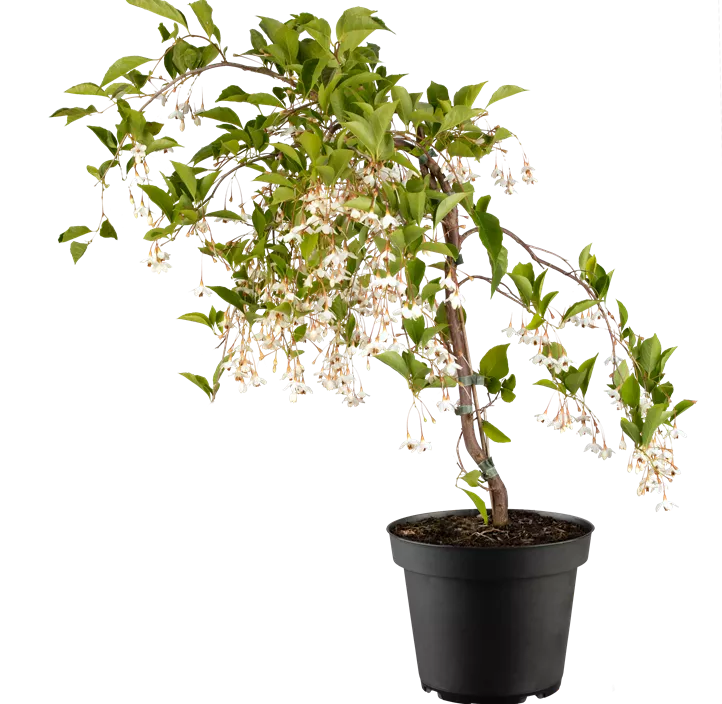 Japanischer Storaxbaum 'Fragrant Fountain'