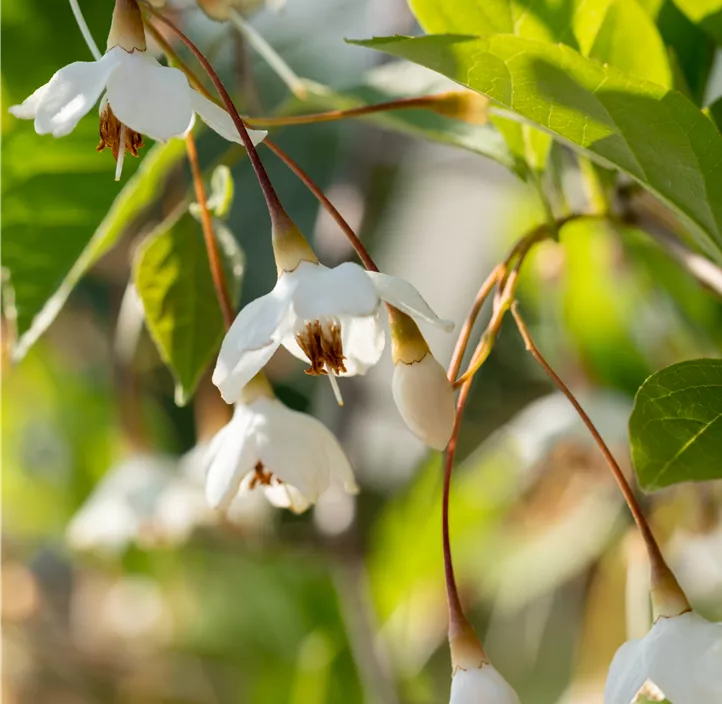 Japanischer Storaxbaum 'Fragrant Fountain'