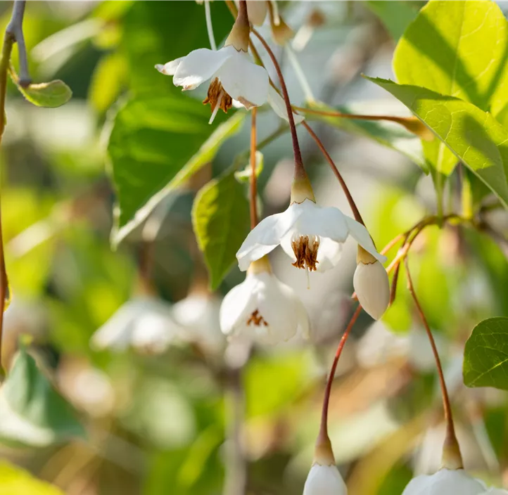 Japanischer Storaxbaum 'Fragrant Fountain'