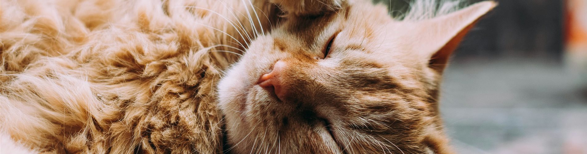 ludemeula-fernandes-9UUoGaaHtNE-unsplash-0-344-5518-3103 ludemeula-fernandes-9UUoGaaHtNE-unsplash-0-344-5518-3103