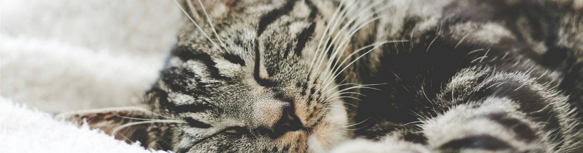 erik-jan-leusink-QTe-MHNUrz4-unsplash-0-64-4272-2403 erik-jan-leusink-QTe-MHNUrz4-unsplash-0-64-4272-2403