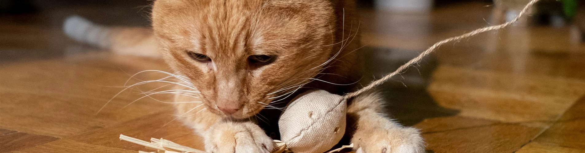 pexels-cottonbro-6853522-0-2383-3706-2084 pexels-cottonbro-6853522-0-2383-3706-2084