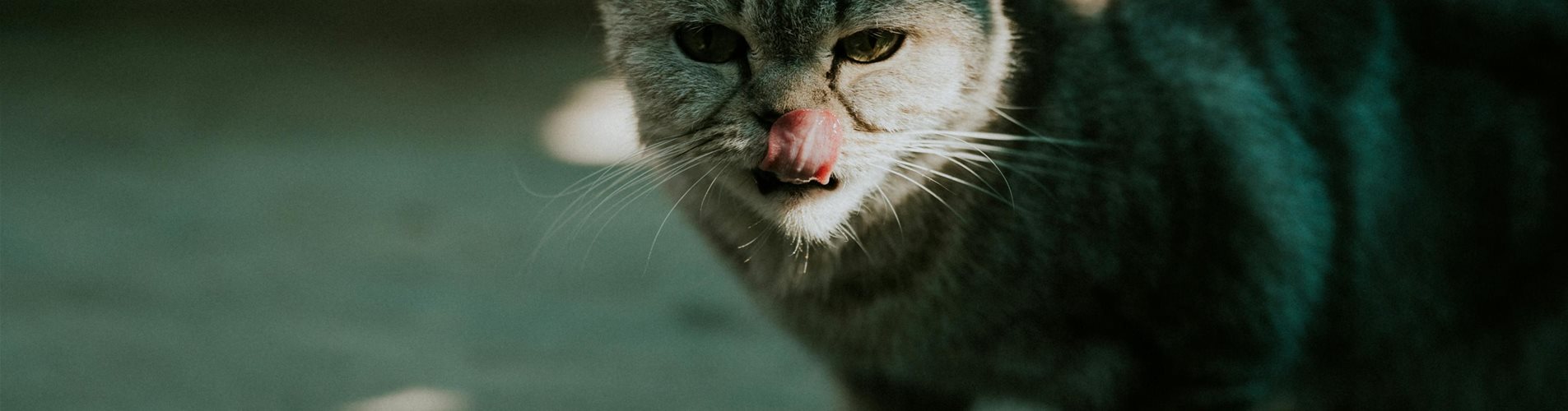 Katzenfutter Katzenfutter