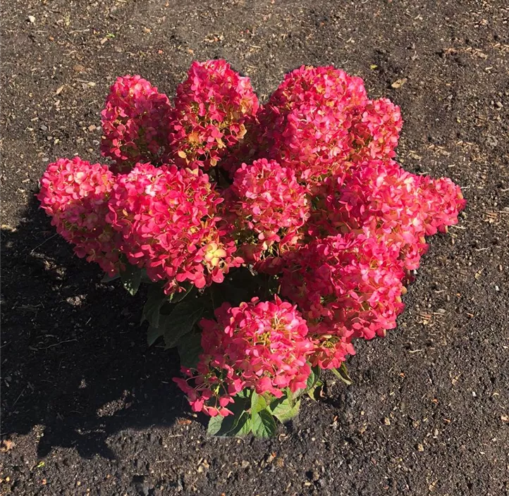 Rispenhortensie 'Living Little Rosy'®