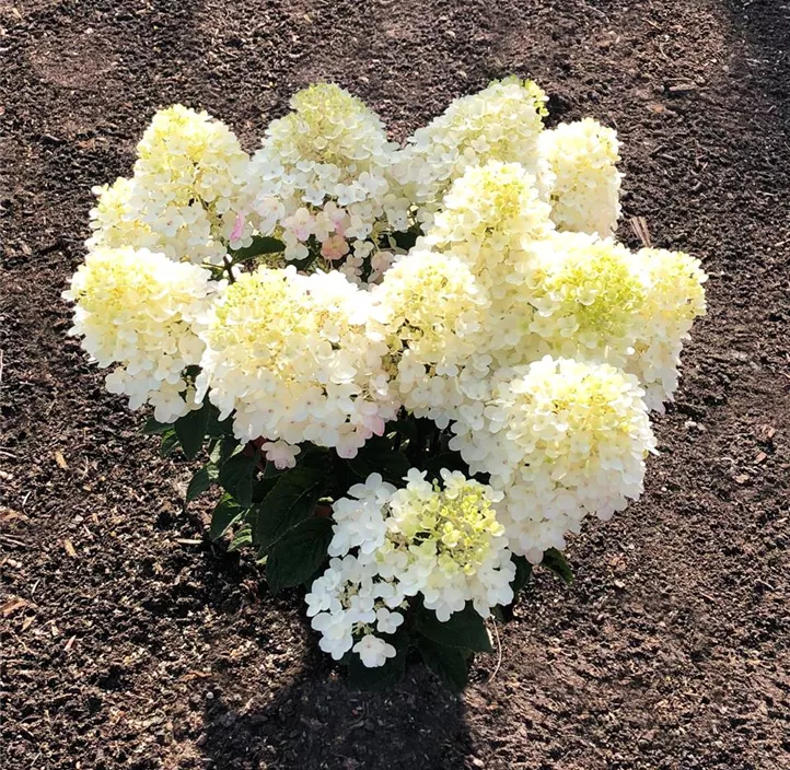 Rispenhortensie 'Living Little Rosy'®