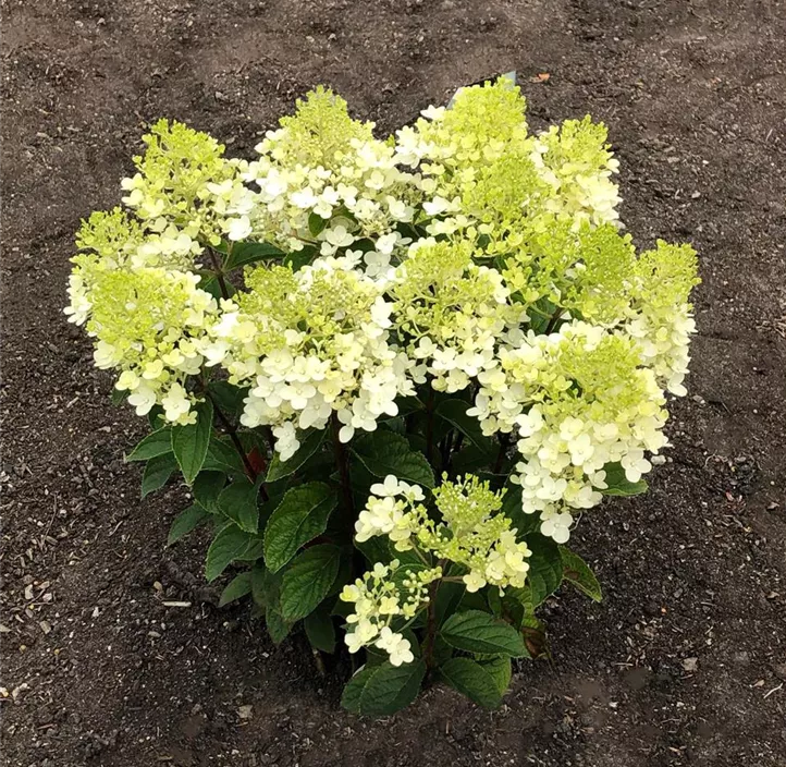 Rispenhortensie 'Living Little Rosy'®