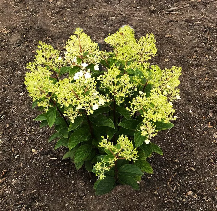 Rispenhortensie 'Living Little Rosy'®