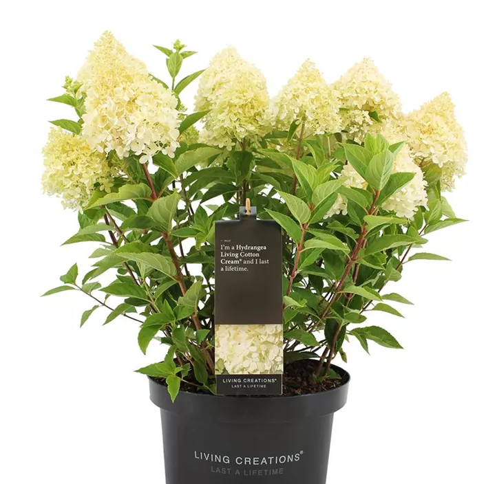 Rispenhortensie 'Living Creations'®